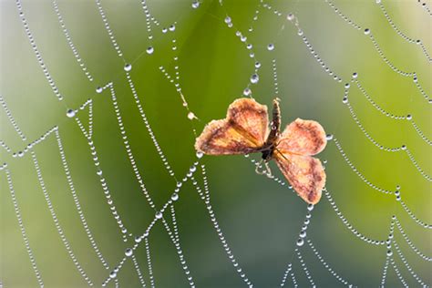 animals live in air|8 Creatures That Live in Thin Air .